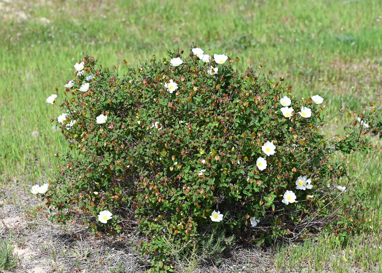 Sageleaf Rockrose (Cistus Salviifolius) — This low-maintenance shrub also resists deer and is generally free of serious pests and diseases; making it ideal for