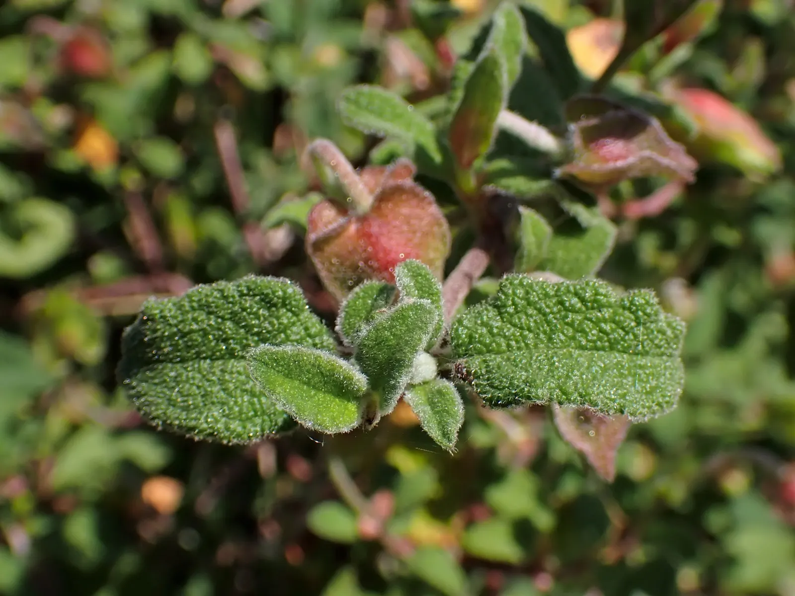 Sageleaf Rockrose (Cistus Salviifolius) — It flaunts wrinkled, sage-like leaves and flourishes in USDA zones 8-11; hassle-free addition to any, image 47