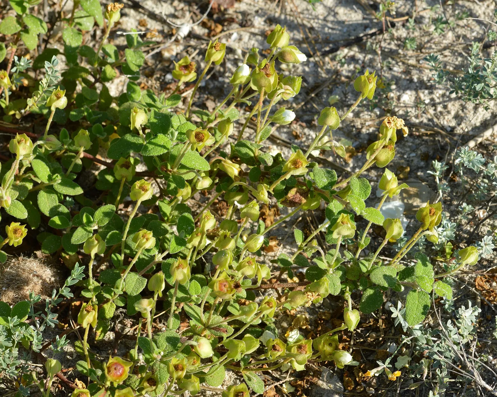 Sageleaf Rockrose (Cistus Salviifolius) — typically reaching heights of 2 to 3 feet and spreading out to 2 to 4 feet wide