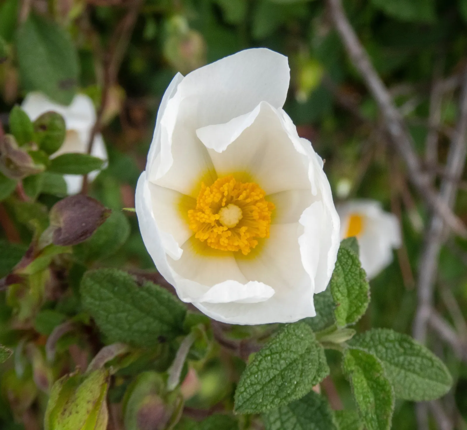 Sageleaf Rockrose (Cistus Salviifolius) — This low-maintenance shrub also resists deer and is generally free of serious pests and diseases