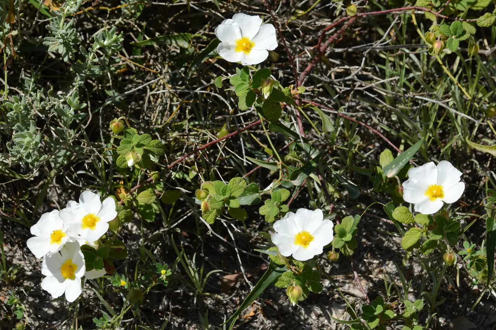 Sageleaf Rockrose (Cistus Salviifolius) — making it an excellent choice for xeriscaping