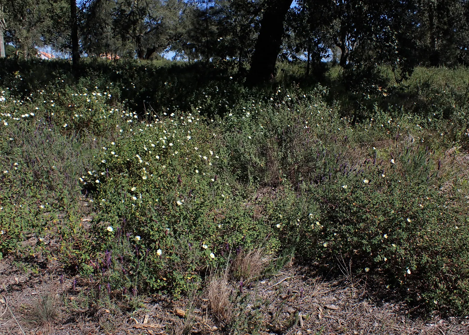Sageleaf Rockrose (Cistus Salviifolius) — With a height and spread of 2-3 feet, its white, yellow-centered flowers bloom in late spring to early summer; it