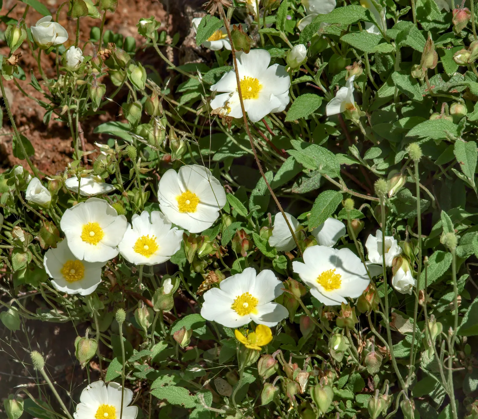 Sageleaf Rockrose (Cistus Salviifolius) — ground cover / shrub for full or half