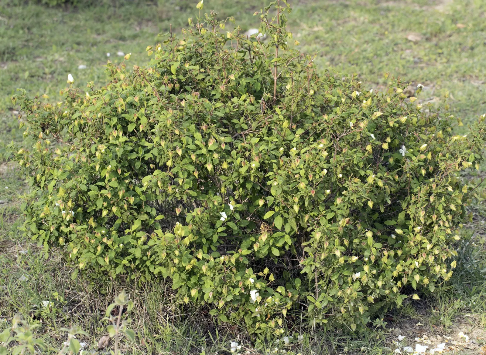Sageleaf Rockrose (Cistus Salviifolius) — offering both visual appeal and resilience