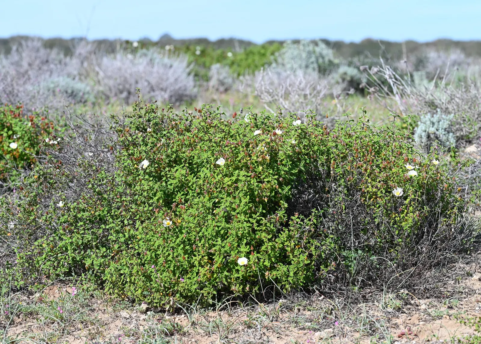 Sageleaf Rockrose (Cistus Salviifolius) — thriving in full sun with well-drained soil; it is well-suited for use in rock gardens, image 46