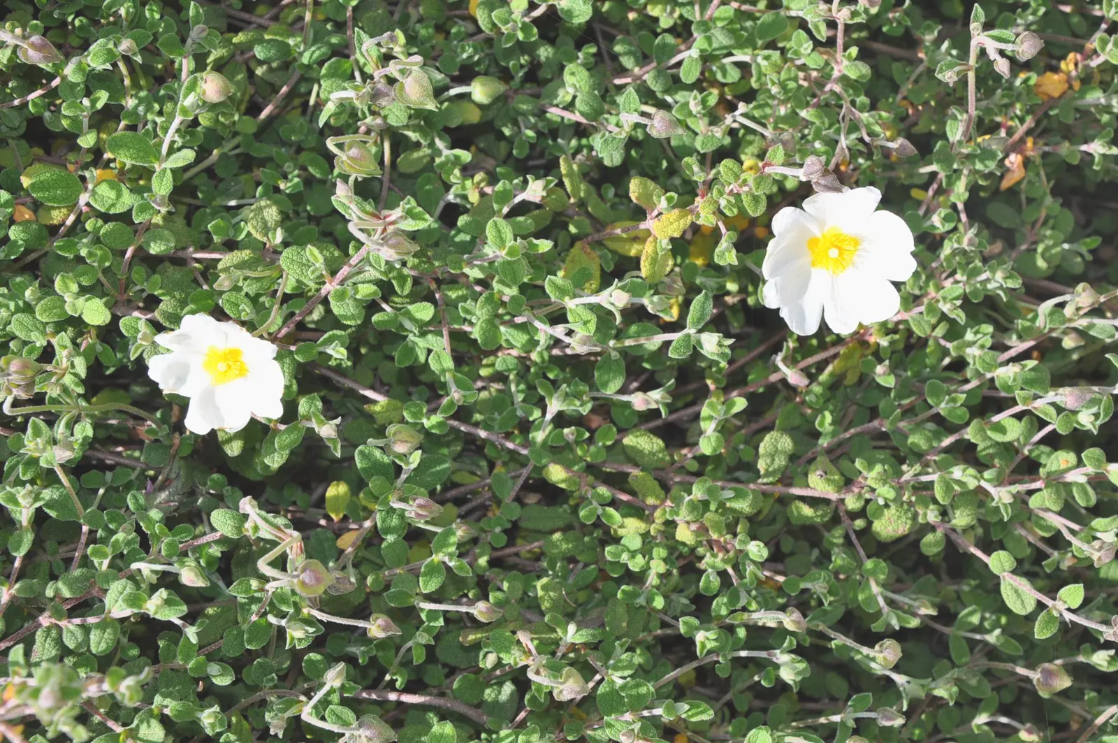 Sageleaf Rockrose (Cistus Salviifolius) — It thrives in well-drained soils and is tolerant of poor soil conditions, including rocky and sandy, image 38