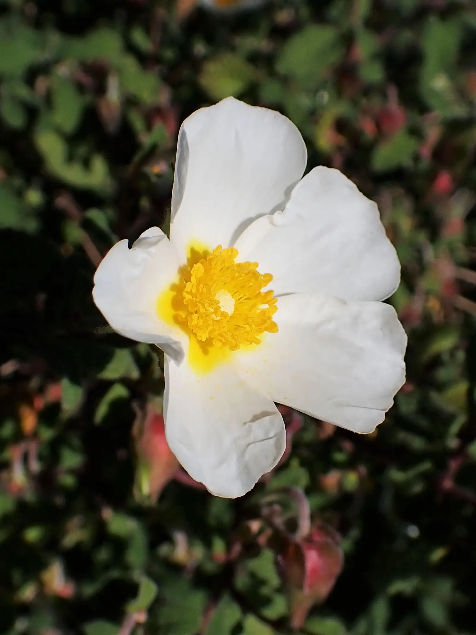 Sageleaf Rockrose (Cistus Salviifolius) — ground cover / shrub with white blooms