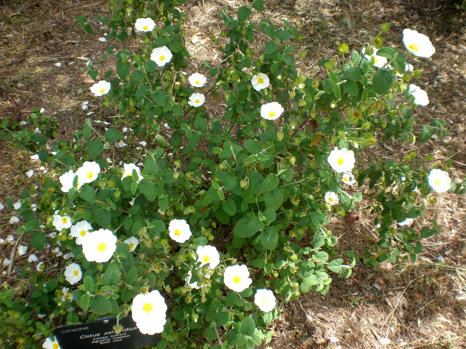 Sageleaf Rockrose (Cistus Salviifolius) — offering both visual appeal and resilience; this plant boasts a compact and spreading growth habit