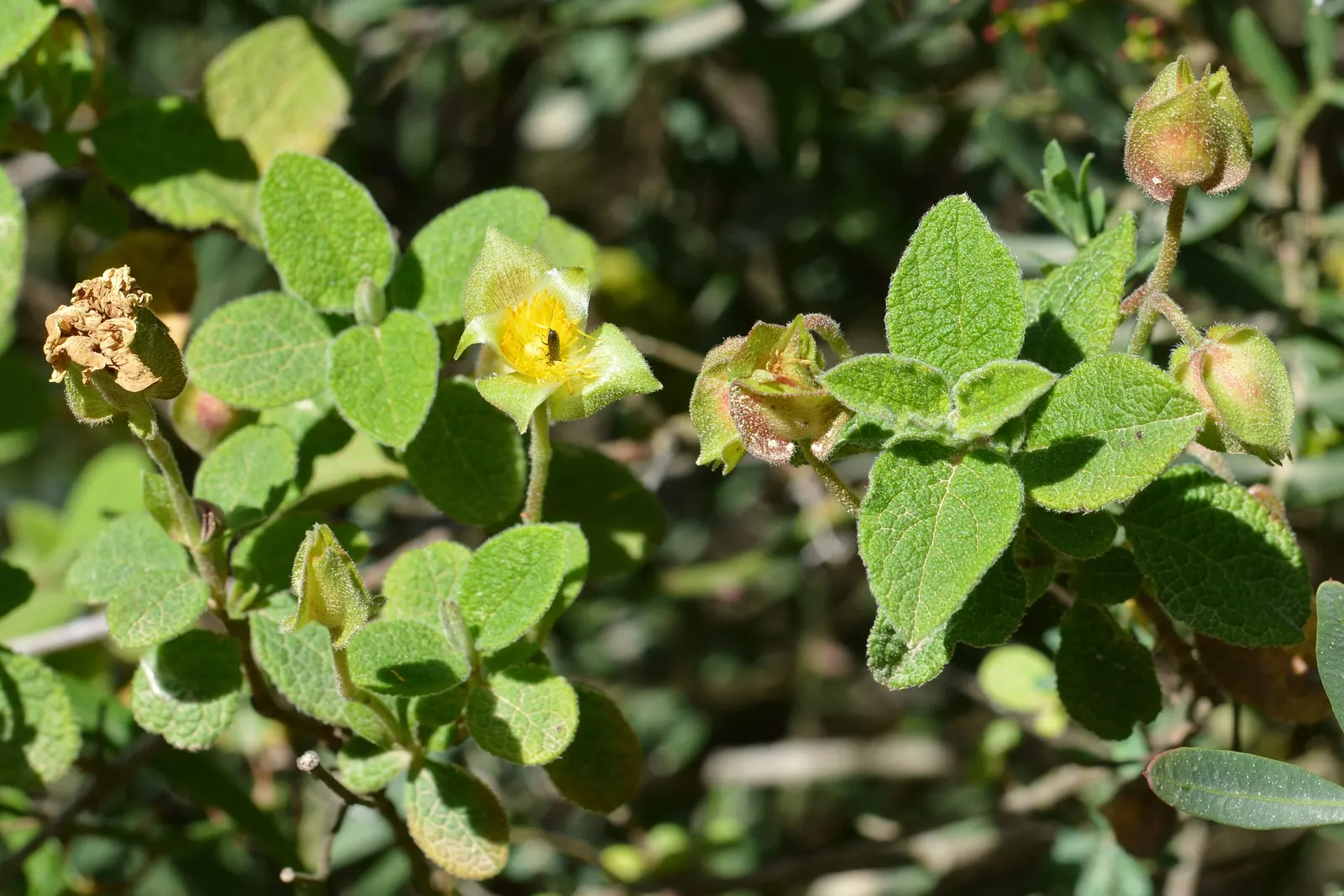 Sageleaf Rockrose (Cistus Salviifolius) — This plant boasts a compact and spreading growth habit