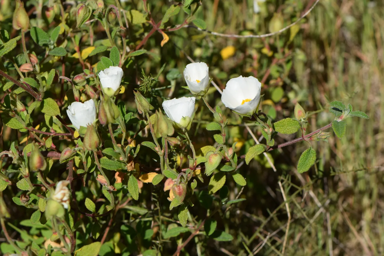 Sageleaf Rockrose (Cistus Salviifolius) — hassle-free addition to any garden.<br><br>With its engaging blooms and hardy nature