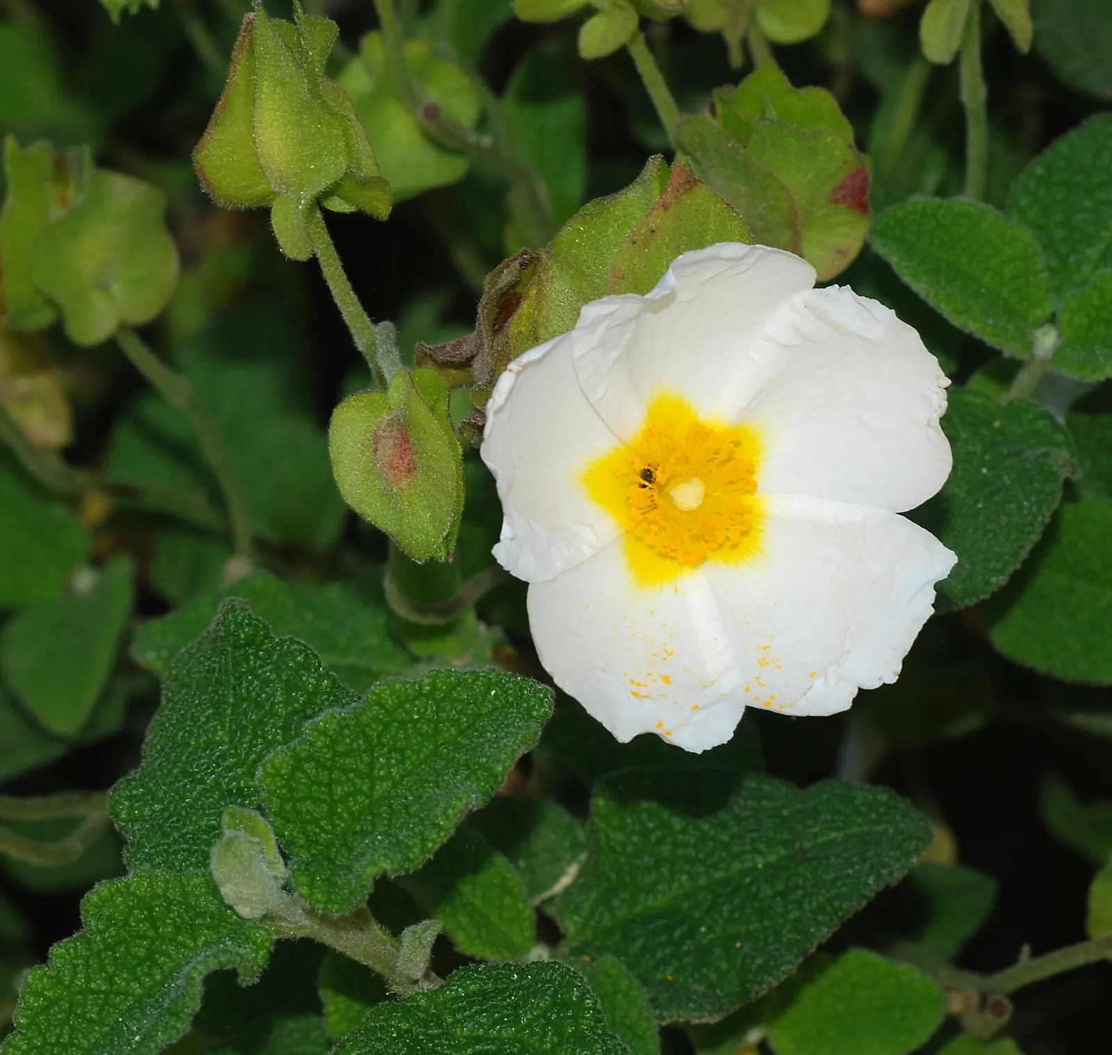 Sageleaf Rockrose (Cistus Salviifolius) — It is well-suited for use in rock gardens; offering both visual appeal and resilience