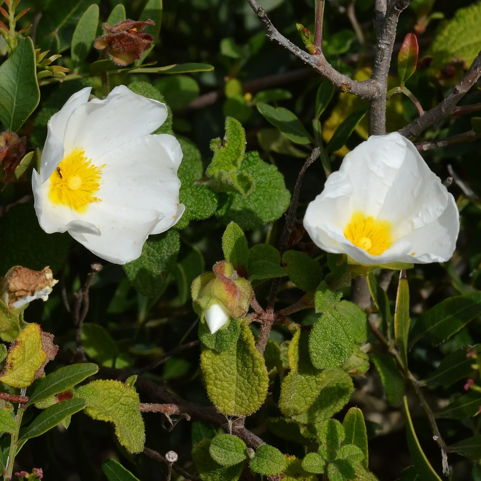 Sageleaf Rockrose (Cistus Salviifolius) — ground cover / shrub with white blooms; each flower has a delicate yellow center