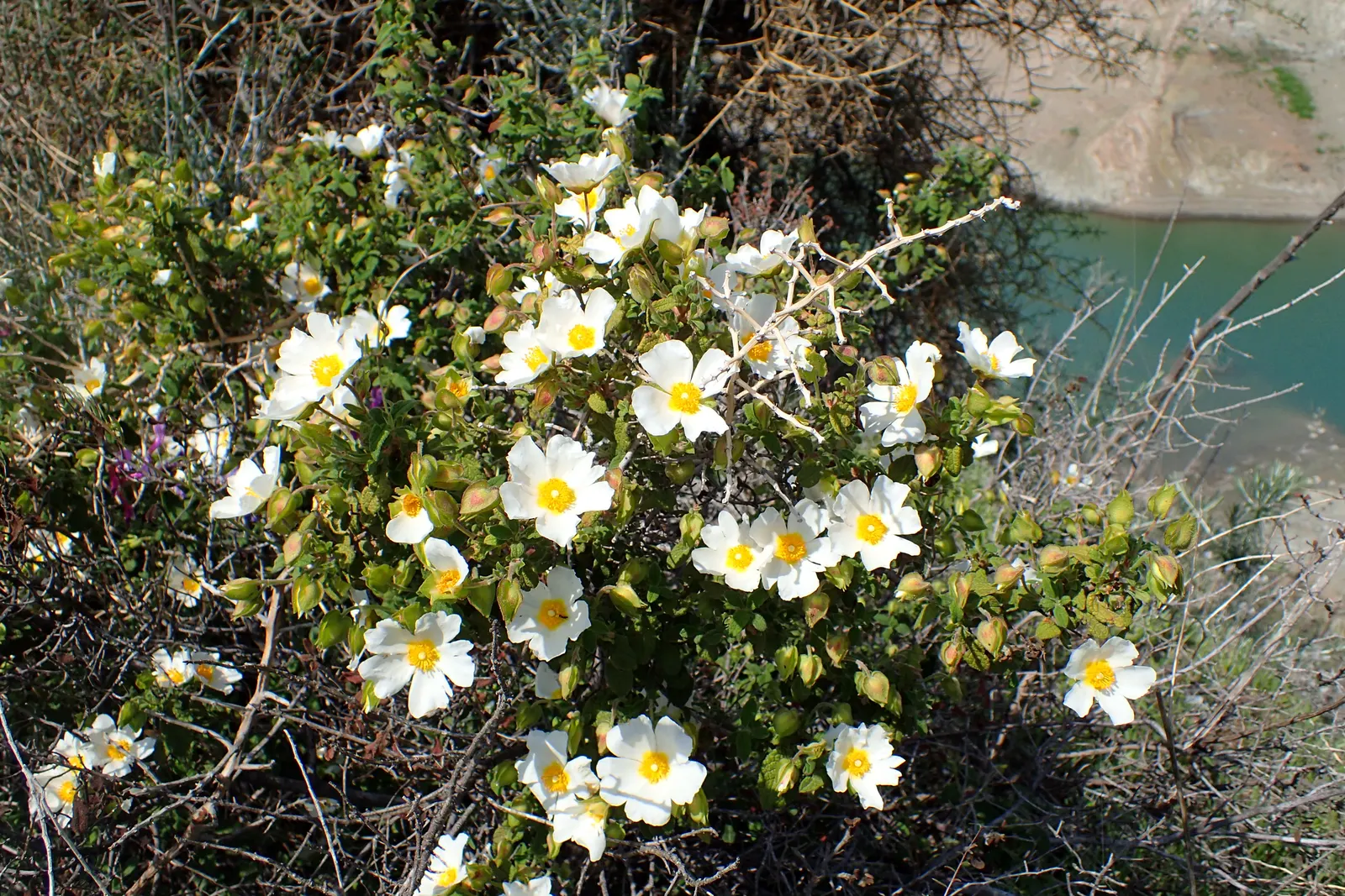Sageleaf Rockrose (Cistus Salviifolius) — The Sageleaf Rockrose (Cistus salviifolius) is an evergreen shrub that hails from the Mediterranean region; thriving