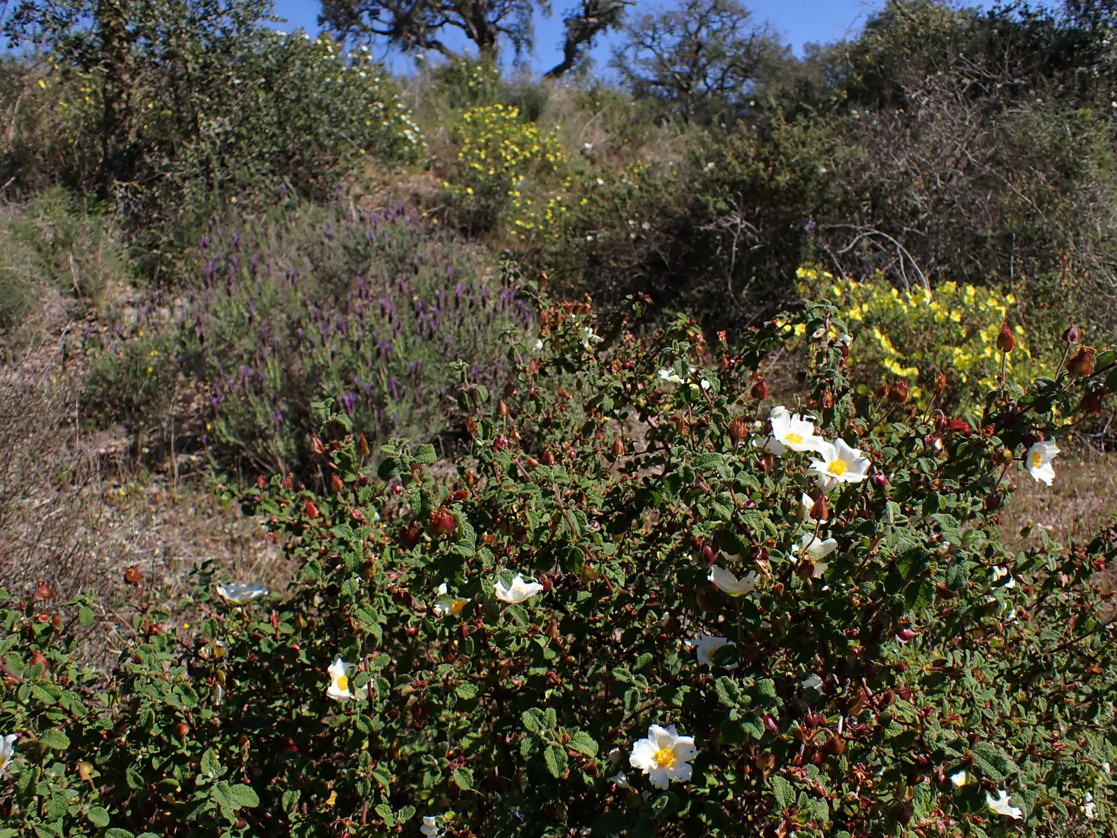 Sageleaf Rockrose (Cistus Salviifolius) — and the blossoms can be up to 1 inch in diameter.<br><br>Preferring full sun exposure