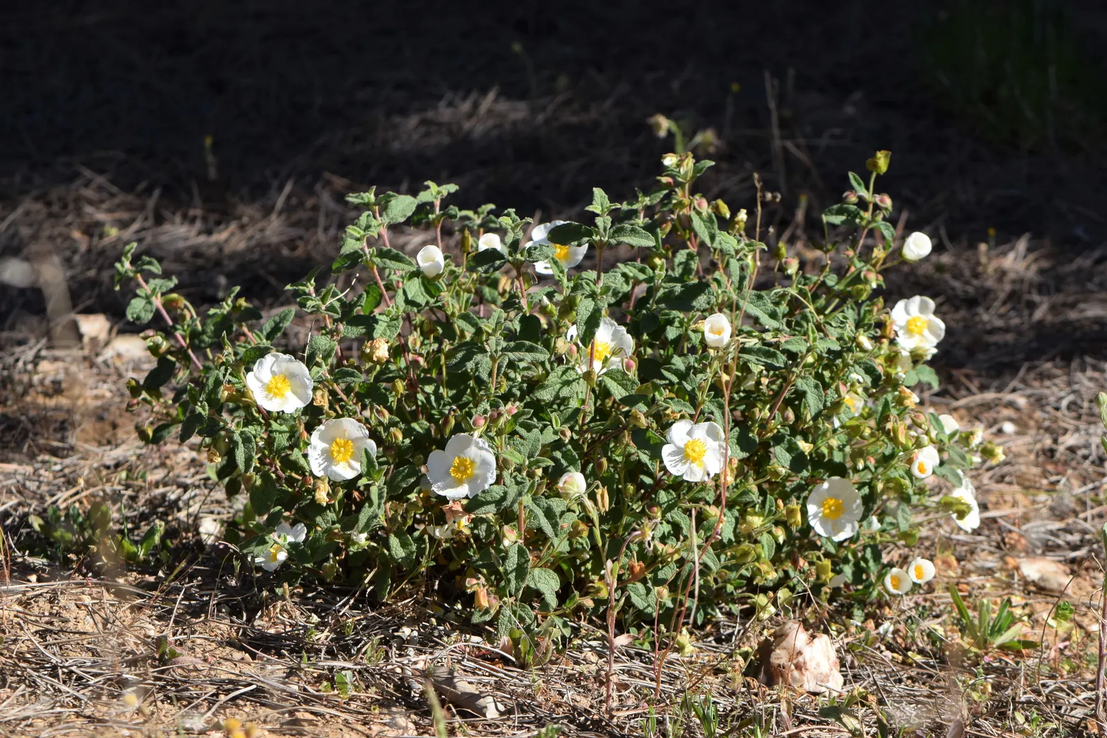 Sageleaf Rockrose (Cistus Salviifolius) — It is well-suited for use in rock gardens