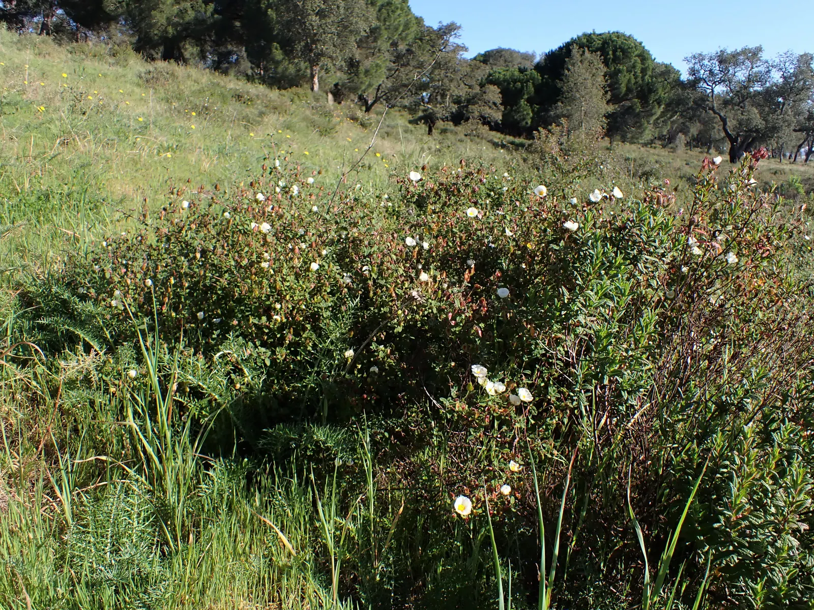 Sageleaf Rockrose (Cistus Salviifolius) — The Sageleaf Rockrose (Cistus salviifolius) is an evergreen shrub that hails from the Mediterranean region