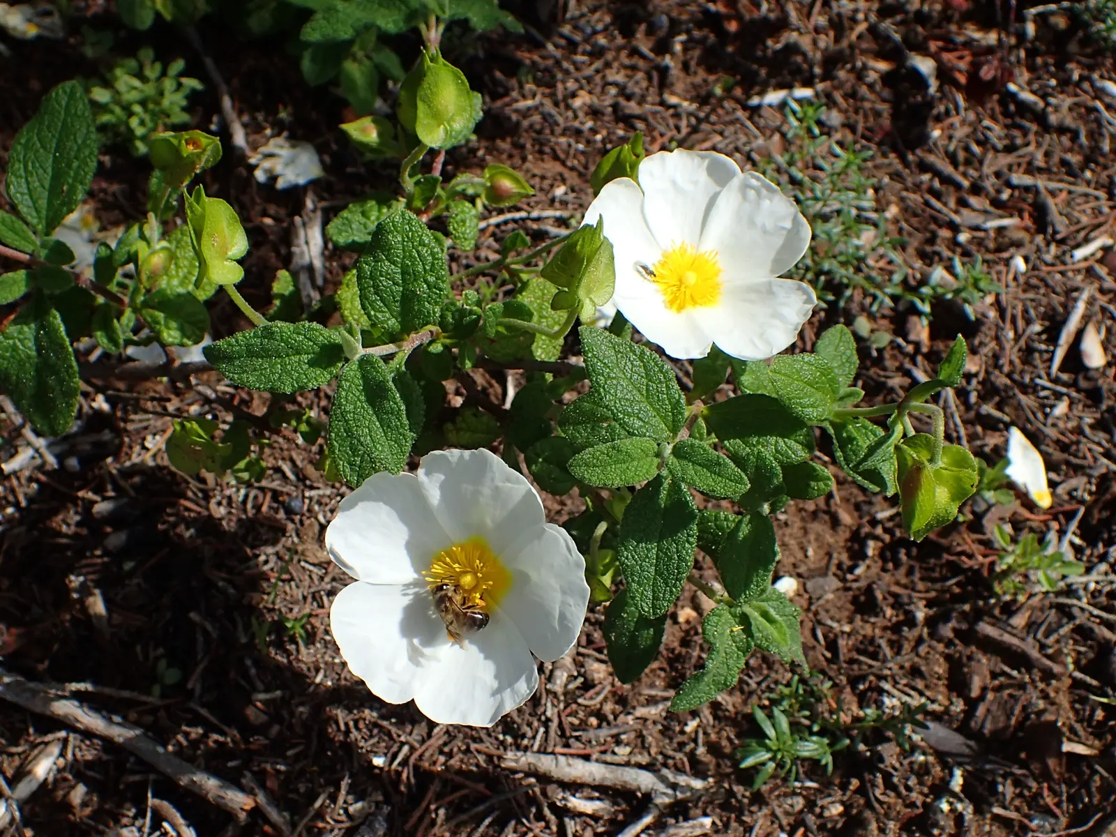 Sageleaf Rockrose (Cistus Salviifolius) — ground cover / shrub for full or half; the Sageleaf Rockrose is sure to add year-round interest and beauty to any