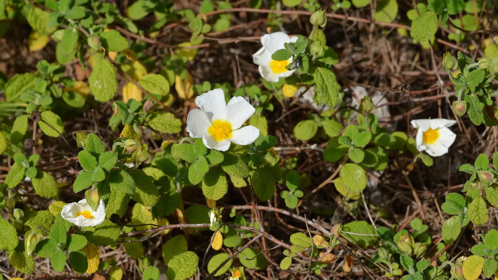 Sageleaf Rockrose (Cistus Salviifolius) — is a resilient evergreen shrub; with a height and spread of 2-3 feet, its white, yellow-centered flowers, image 45