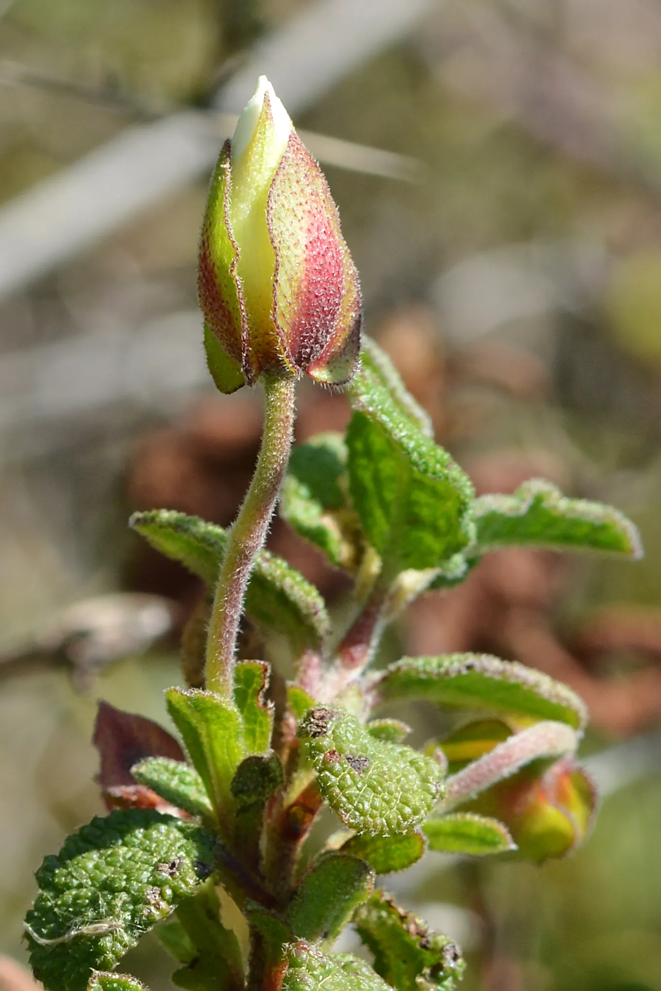 Sageleaf Rockrose (Cistus Salviifolius) — is a resilient evergreen shrub; with a height and spread of 2-3 feet, its white, yellow-centered flowers bloom in