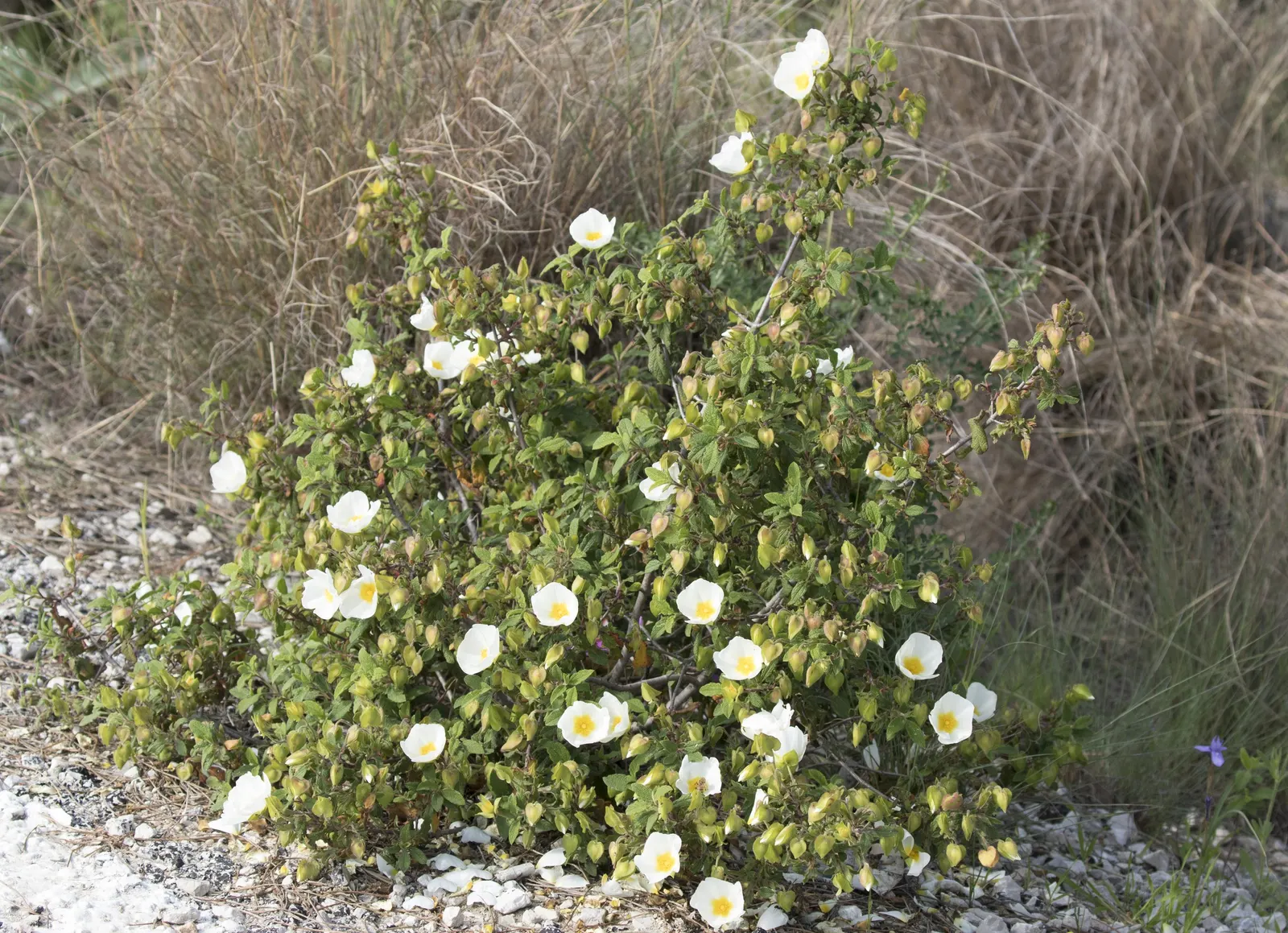 Sageleaf Rockrose (Cistus Salviifolius) — With a height and spread of 2-3 feet, its white, yellow-centered flowers bloom in late spring to early, image 48