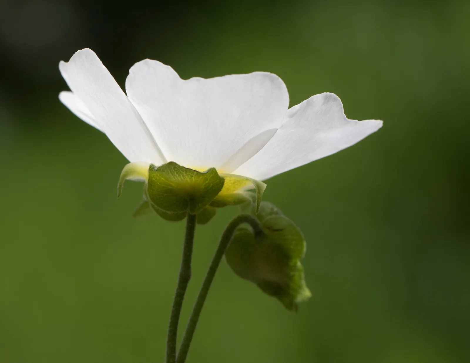 Sageleaf Rockrose (Cistus Salviifolius) — and the blossoms can be up to 1 inch in diameter.<br><br>Preferring full sun exposure; ground cover / shrub for full