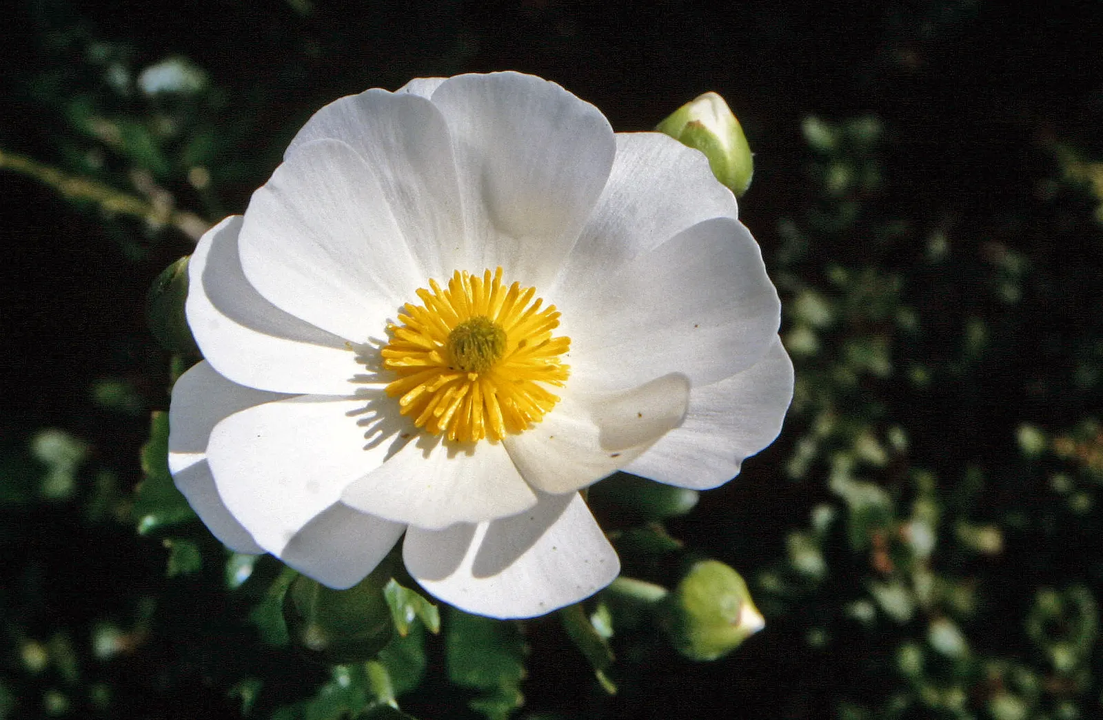 Sageleaf Rockrose (Cistus Salviifolius) — typically reaching heights of 2 to 3 feet and spreading out to 2 to 4 feet wide; is a resilient evergreen shrub