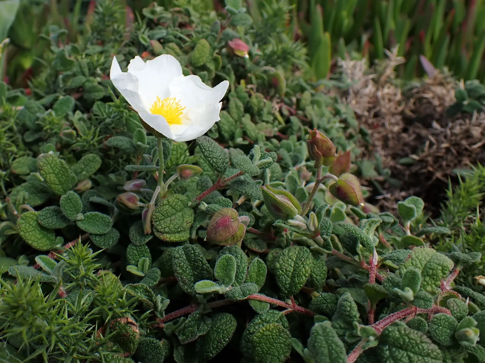 Sageleaf Rockrose (Cistus Salviifolius) — Each flower has a delicate yellow center