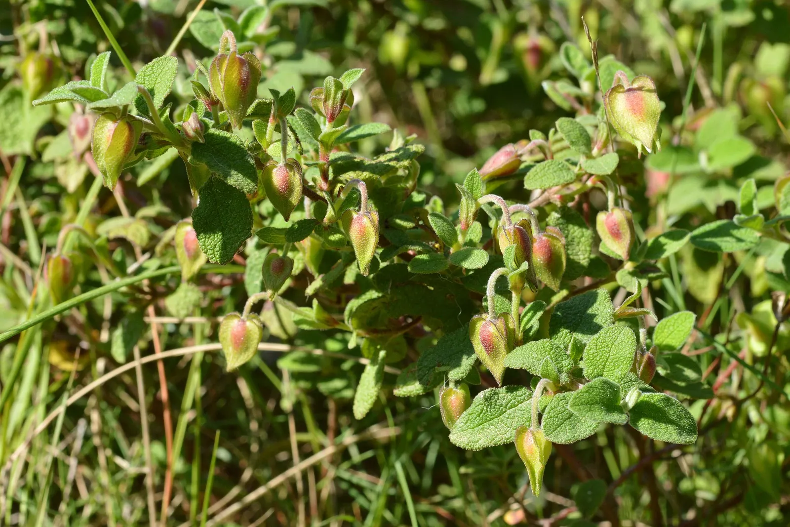 Sageleaf Rockrose (Cistus Salviifolius) — It flaunts wrinkled, sage-like leaves and flourishes in USDA zones 8-11; hassle-free addition to any