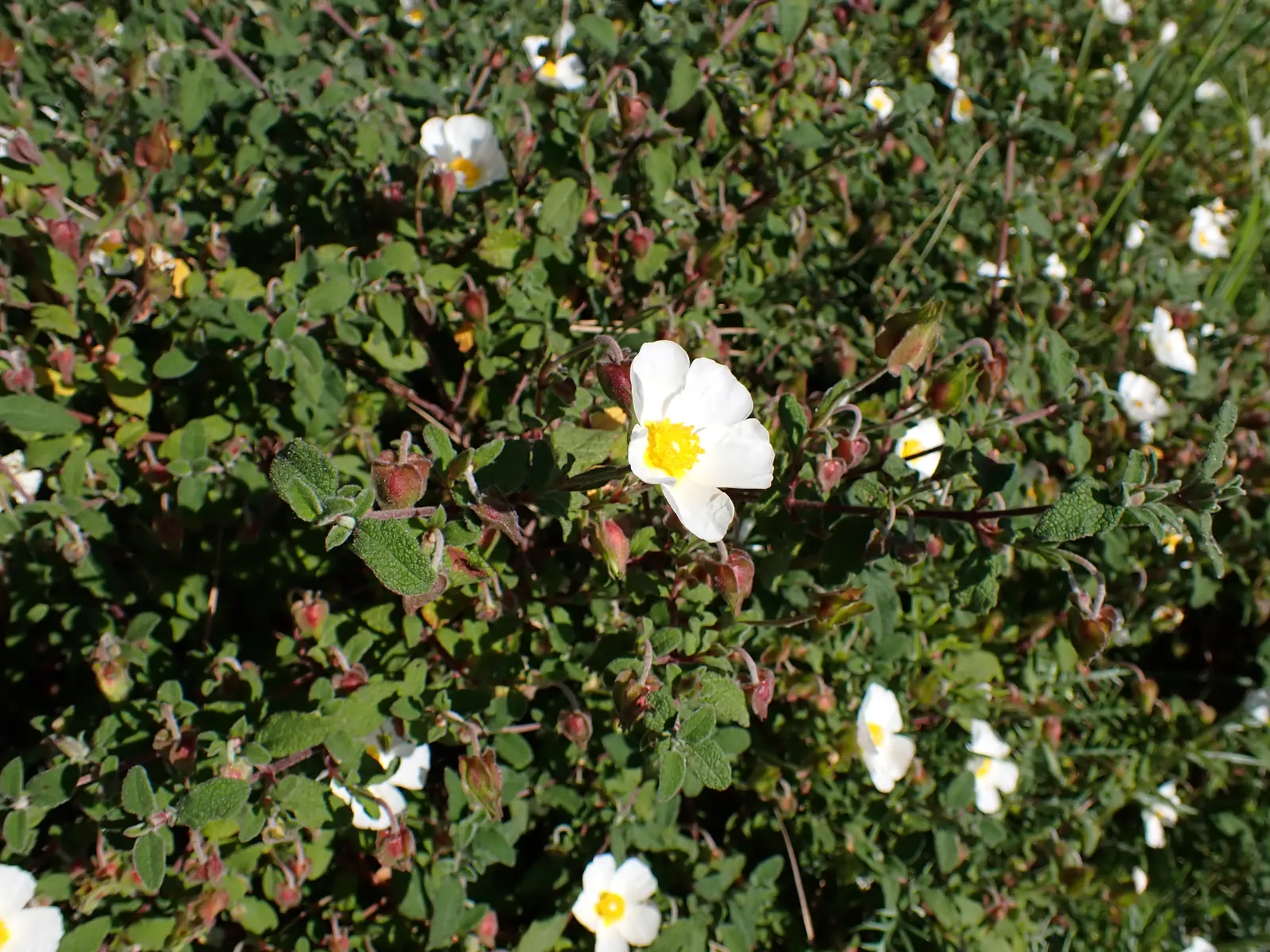 Sageleaf Rockrose (Cistus Salviifolius) — the Sageleaf Rockrose is drought-tolerant once established