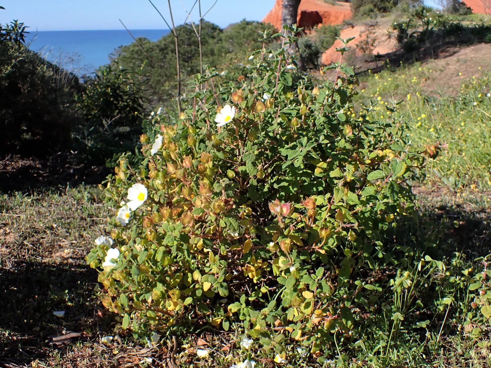 Sageleaf Rockrose (Cistus Salviifolius) — This plant boasts a compact and spreading growth habit; it thrives in well-drained soils and is tolerant of poor soil