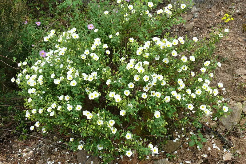 Sageleaf Rockrose (Cistus Salviifolius) — This low-maintenance plant offers excellent drought tolerance; typically reaching heights of 2 to 3 feet, image 49