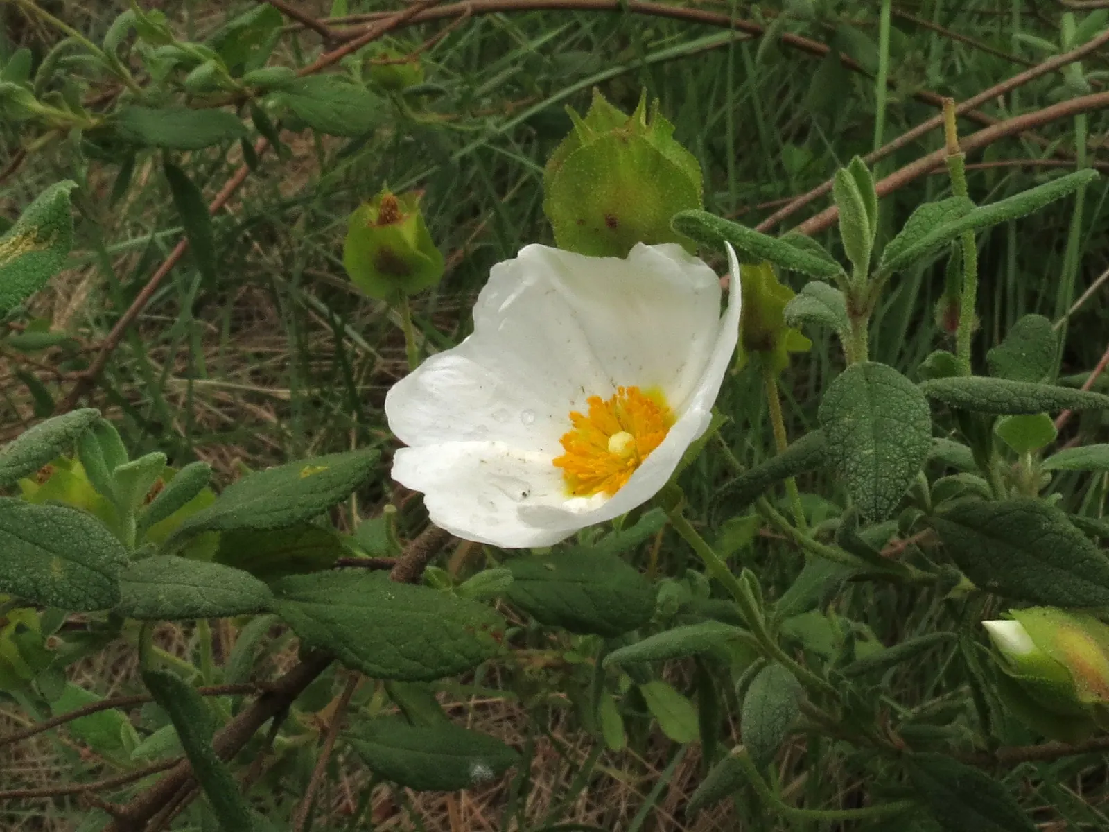 Sageleaf Rockrose (Cistus Salviifolius) — The Sageleaf Rockrose (Cistus salviifolius) is an evergreen shrub that hails from the Mediterranean, image 51
