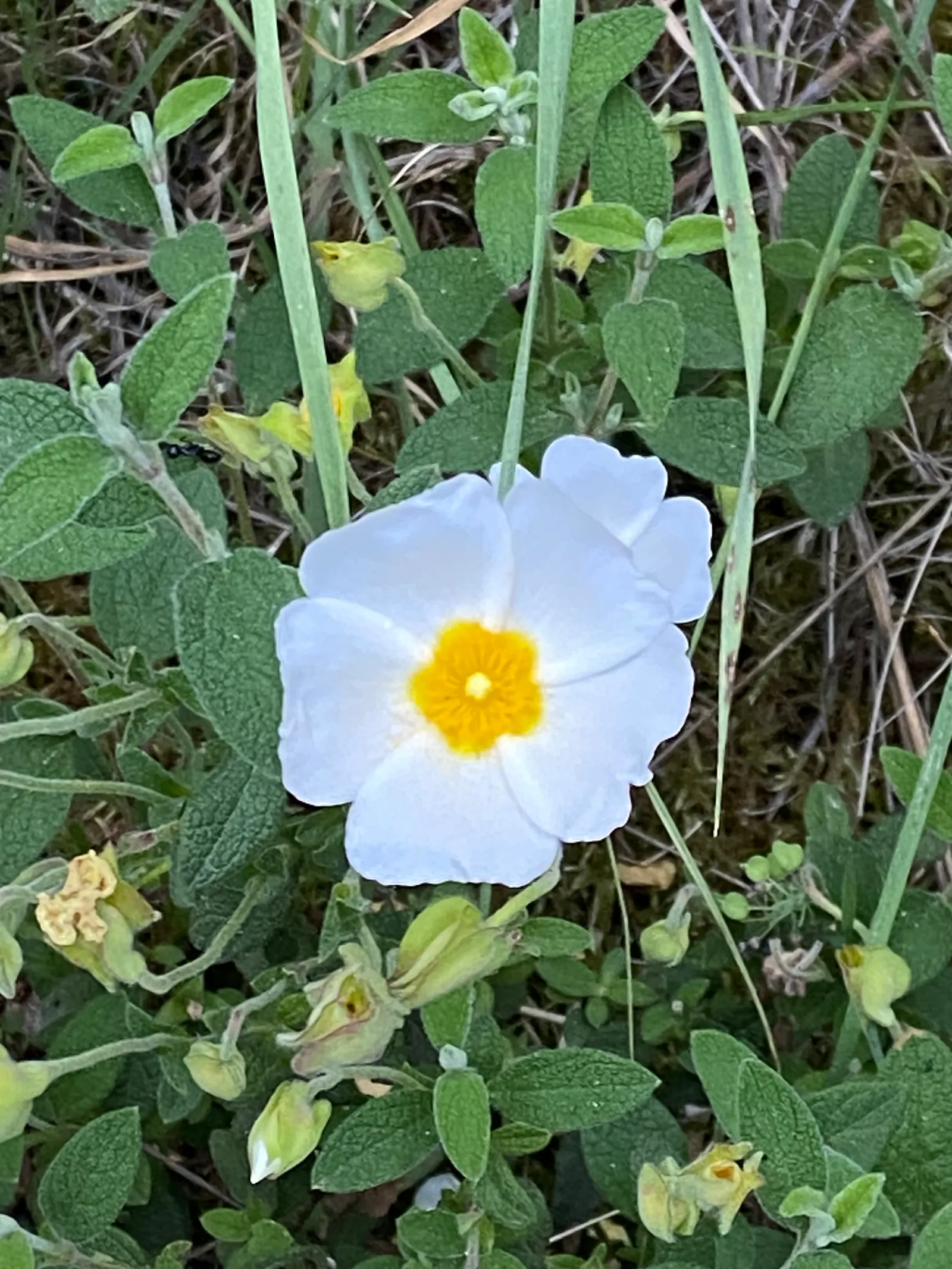 Sageleaf Rockrose (Cistus Salviifolius) — This low-maintenance plant offers excellent drought tolerance