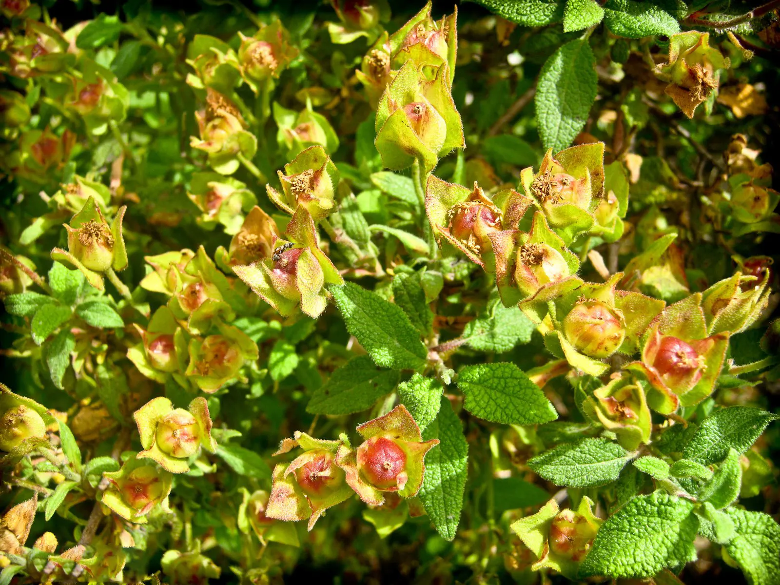 Sageleaf Rockrose (Cistus Salviifolius) — the Sageleaf Rockrose is sure to add year-round interest and beauty to any landscape it graces; white flowers in the