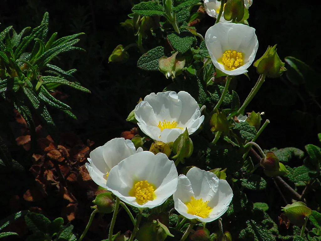 Sageleaf Rockrose (Cistus Salviifolius) — typically reaching heights of 2 to 3 feet and spreading out to 2 to 4 feet wide; is a resilient evergreen, image 54