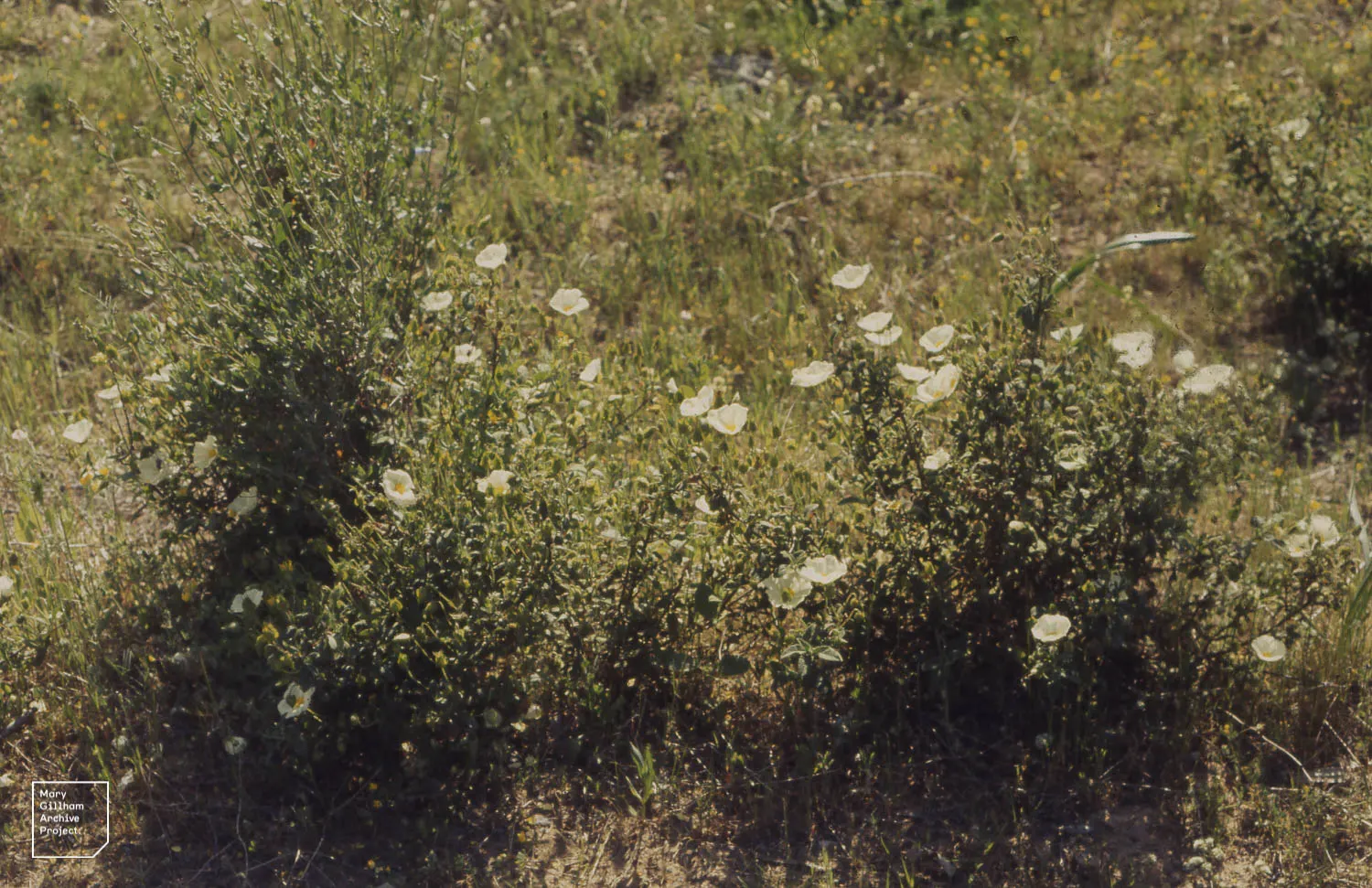 Sageleaf Rockrose (Cistus Salviifolius) — It is well-suited for use in rock gardens; offering both visual appeal and resilience, image 55
