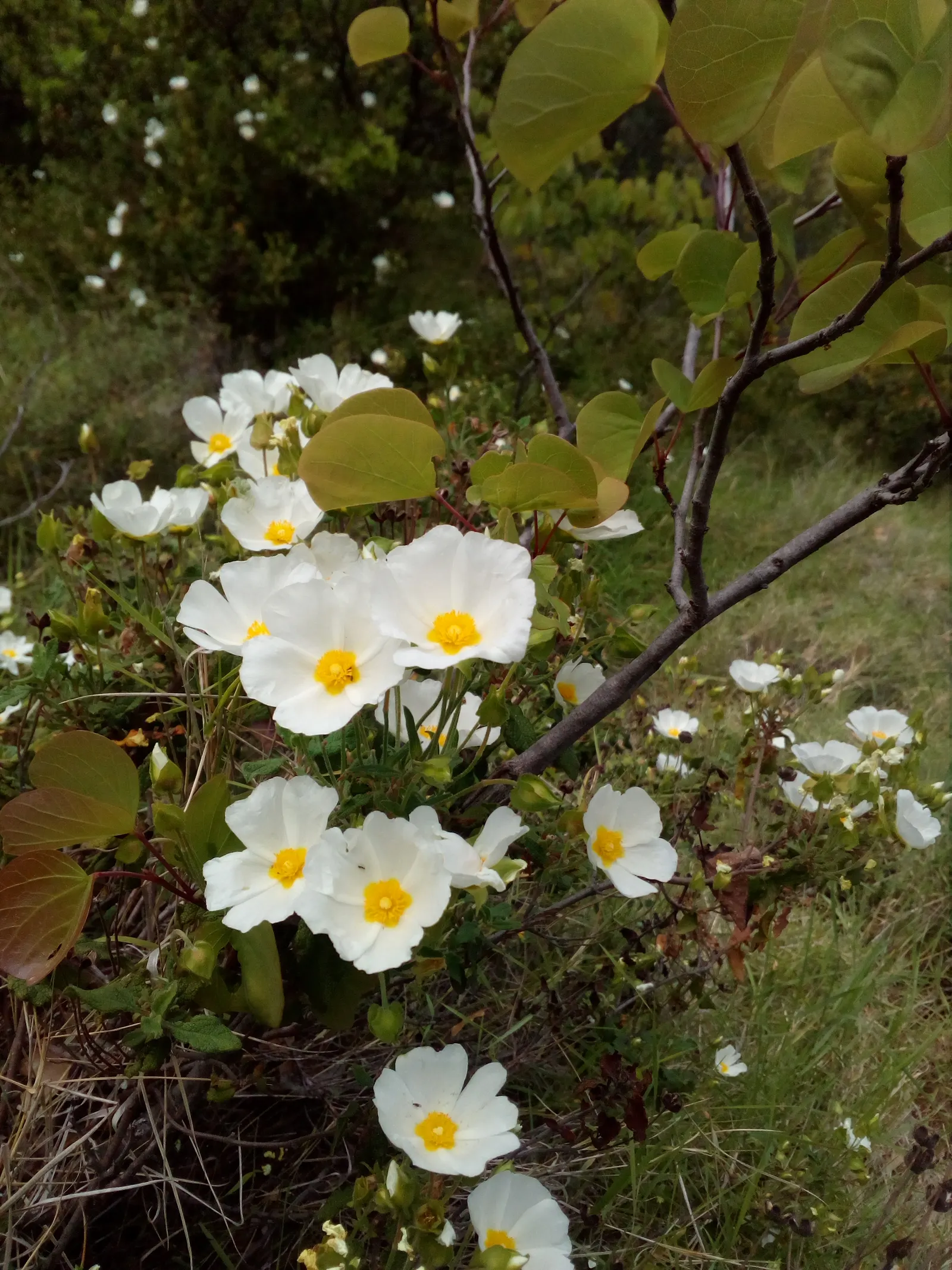 Sageleaf Rockrose (Cistus Salviifolius) — making it ideal for water-wise landscapes and Mediterranean-style gardens; this low-maintenance shrub, image 50