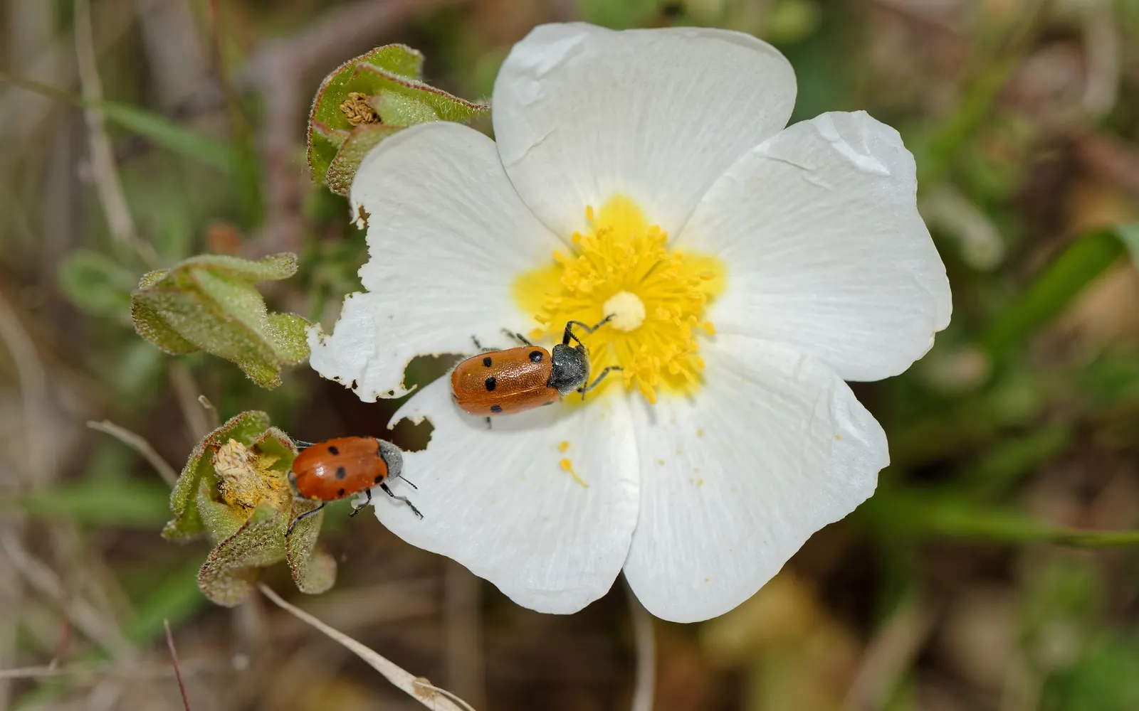 Sageleaf Rockrose (Cistus Salviifolius) — hassle-free addition to any garden.<br><br>With its engaging blooms and hardy nature; and the blossoms can be up to 1