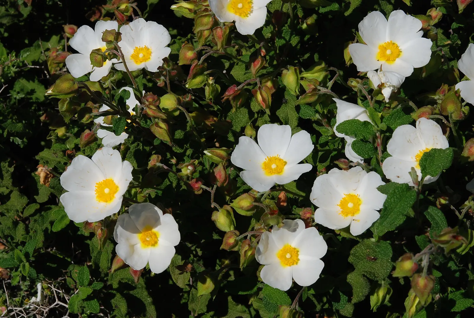 Sageleaf Rockrose (Cistus Salviifolius) — offering both visual appeal and resilience; this plant boasts a compact and spreading growth habit, image 52