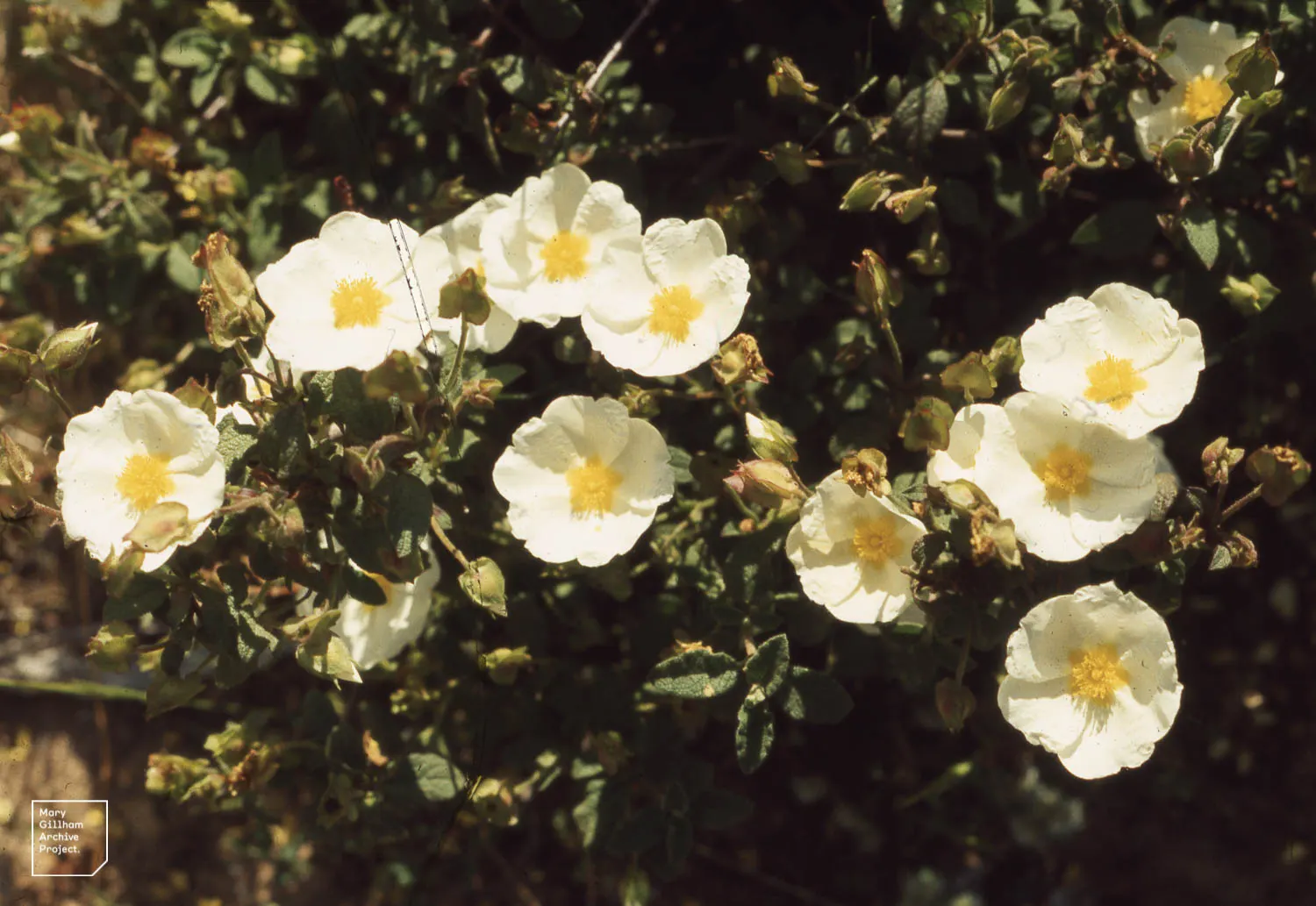 Sageleaf Rockrose (Cistus Salviifolius) — It flaunts wrinkled, sage-like leaves and flourishes in USDA zones 8-11