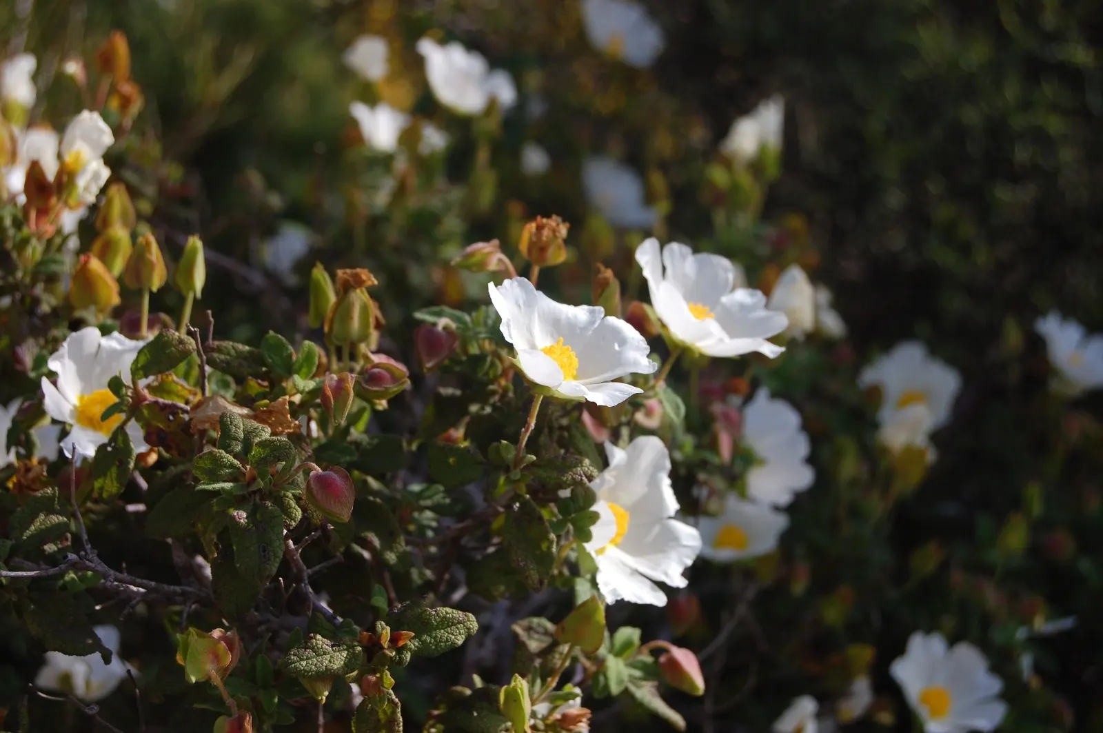 Sageleaf Rockrose (Cistus Salviifolius) — This plant boasts a compact and spreading growth habit; it thrives in well-drained soils and is tolerant, image 53