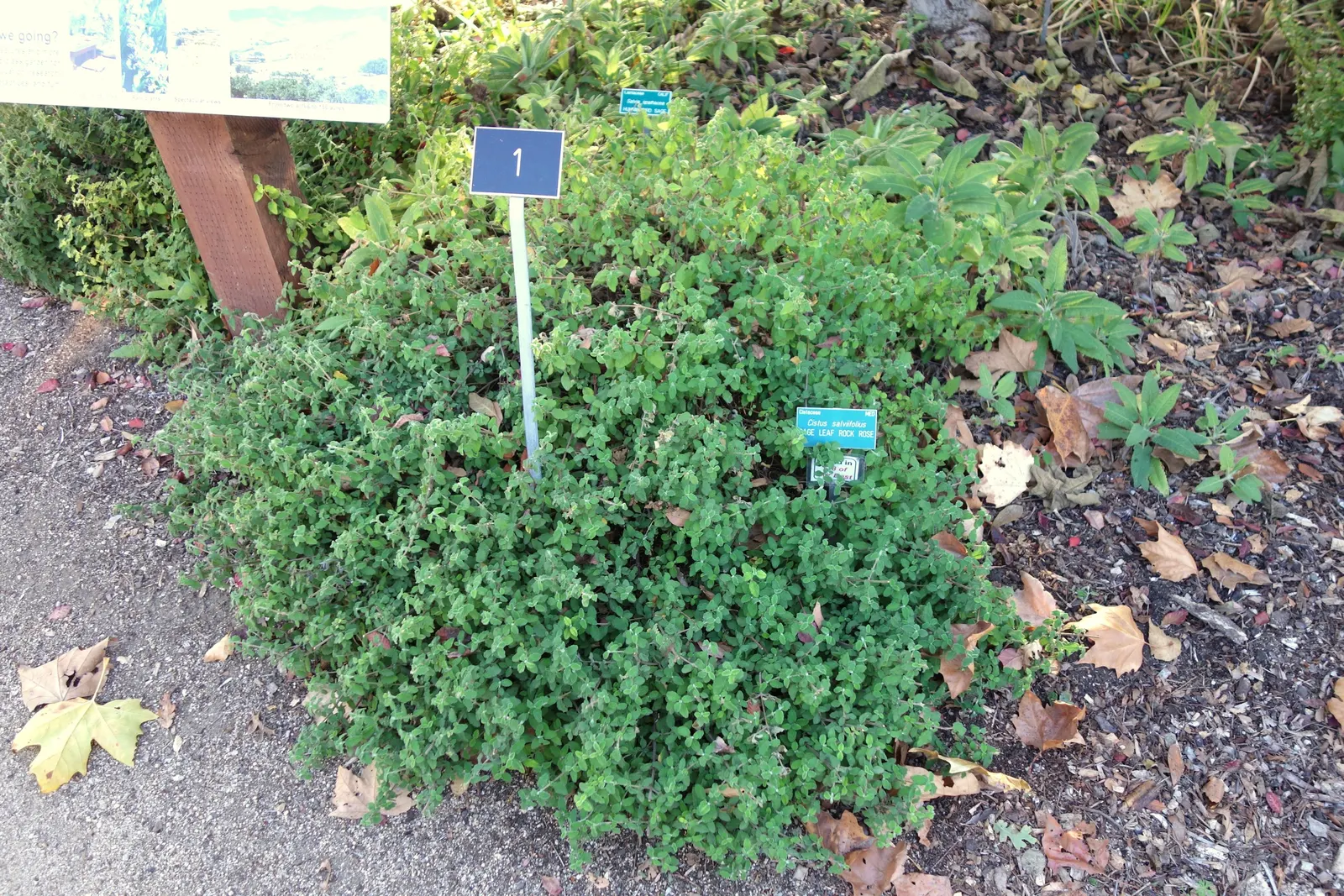 Sageleaf Rockrose (Cistus Salviifolius) — With a height and spread of 2-3 feet, its white, yellow-centered flowers bloom in late spring to early summer