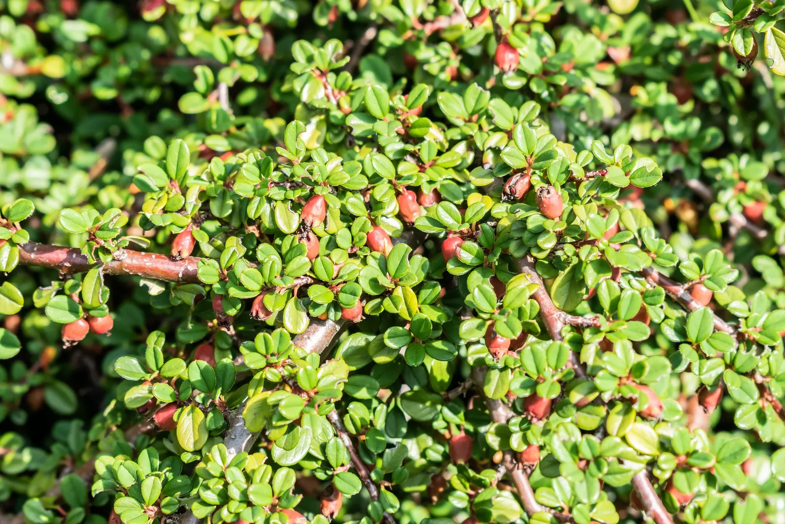 Pyrenees Cotoneaster (Cotoneaster Congestus) — This low-maintenance specimen is ideal for mass plantings