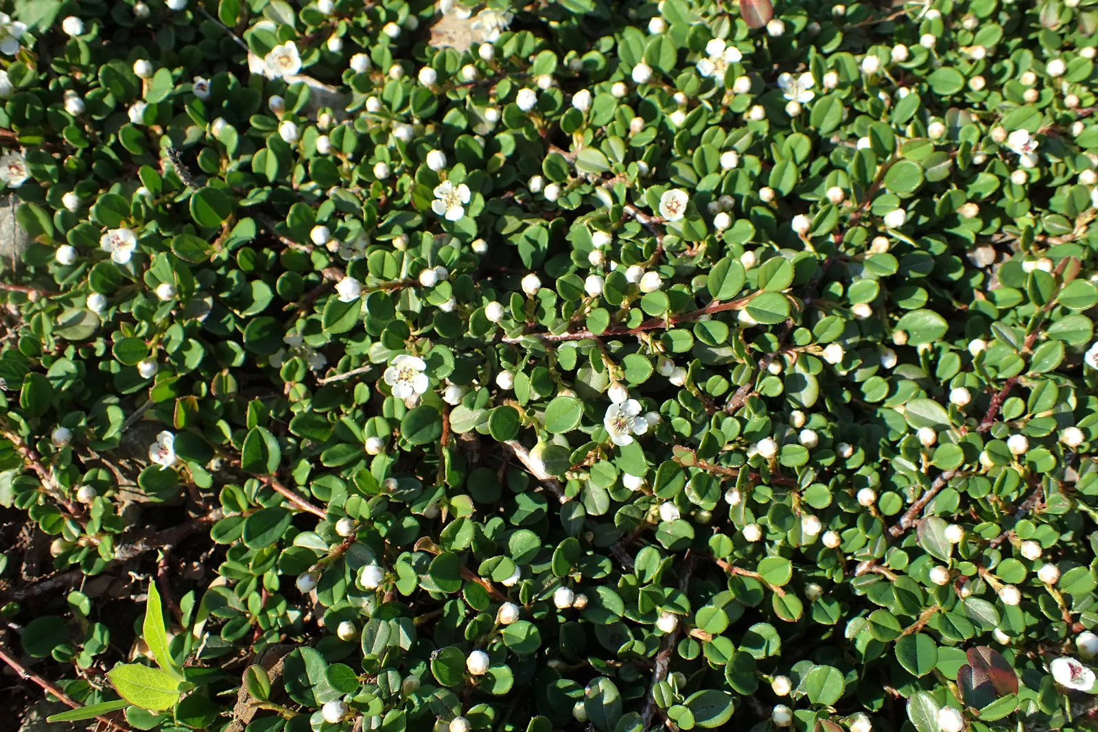 Pyrenees Cotoneaster (Cotoneaster Congestus) — scientifically referred to as Cotoneaster congestus