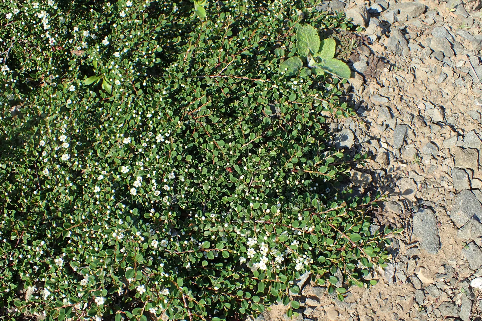 Pyrenees Cotoneaster (Cotoneaster Congestus) — low-growing deciduous shrub