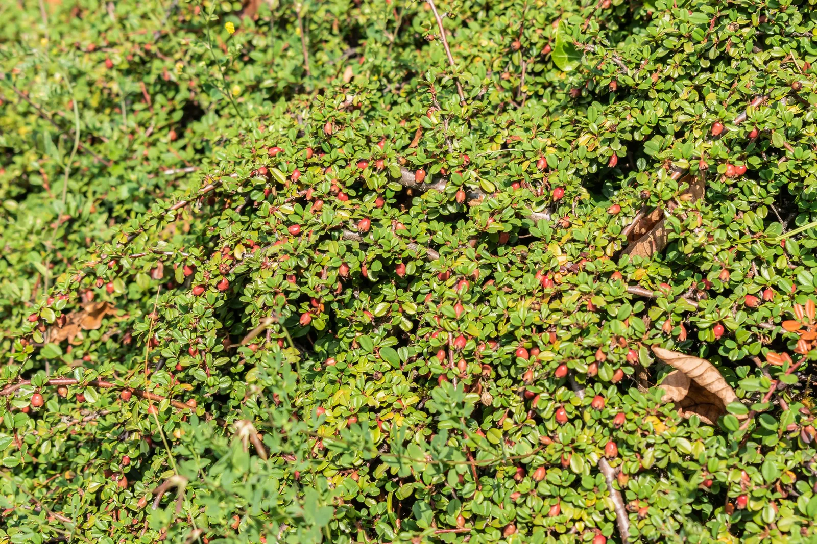Pyrenees Cotoneaster (Cotoneaster Congestus) — deciduous shrub reaching up to 3 feet in height and 5 feet in spread