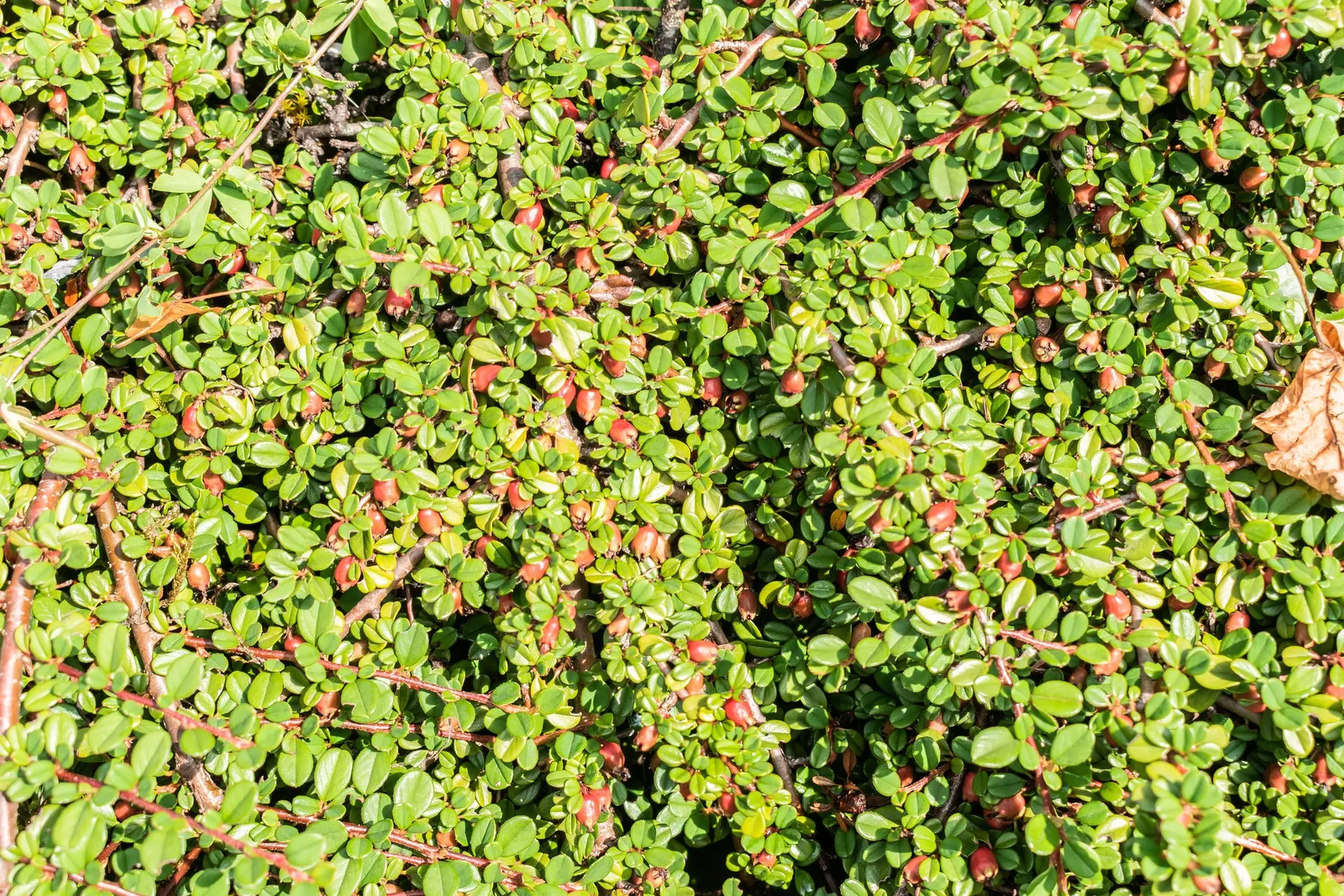 Pyrenees Cotoneaster (Cotoneaster Congestus) — typically reaching heights of 2 to 3 feet with a spread of 4 to 6 feet