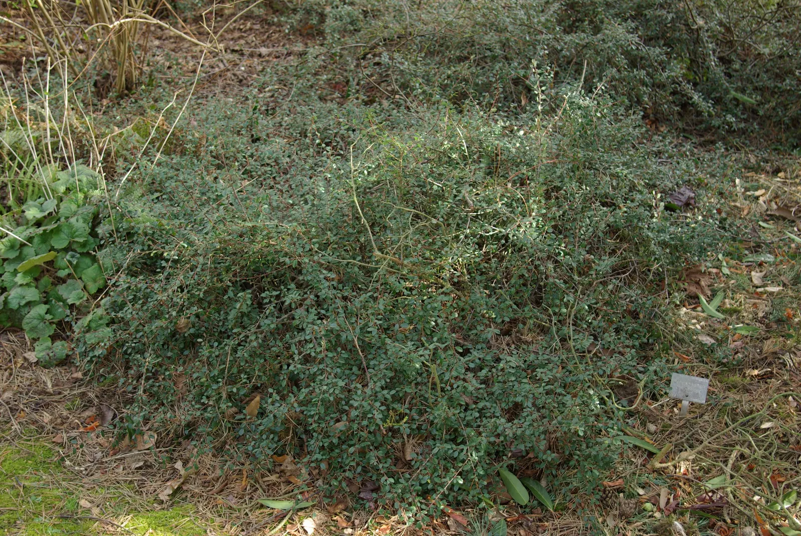 Pyrenees Cotoneaster (Cotoneaster Congestus) — This particular species of cotoneaster is celebrated for its compact habit
