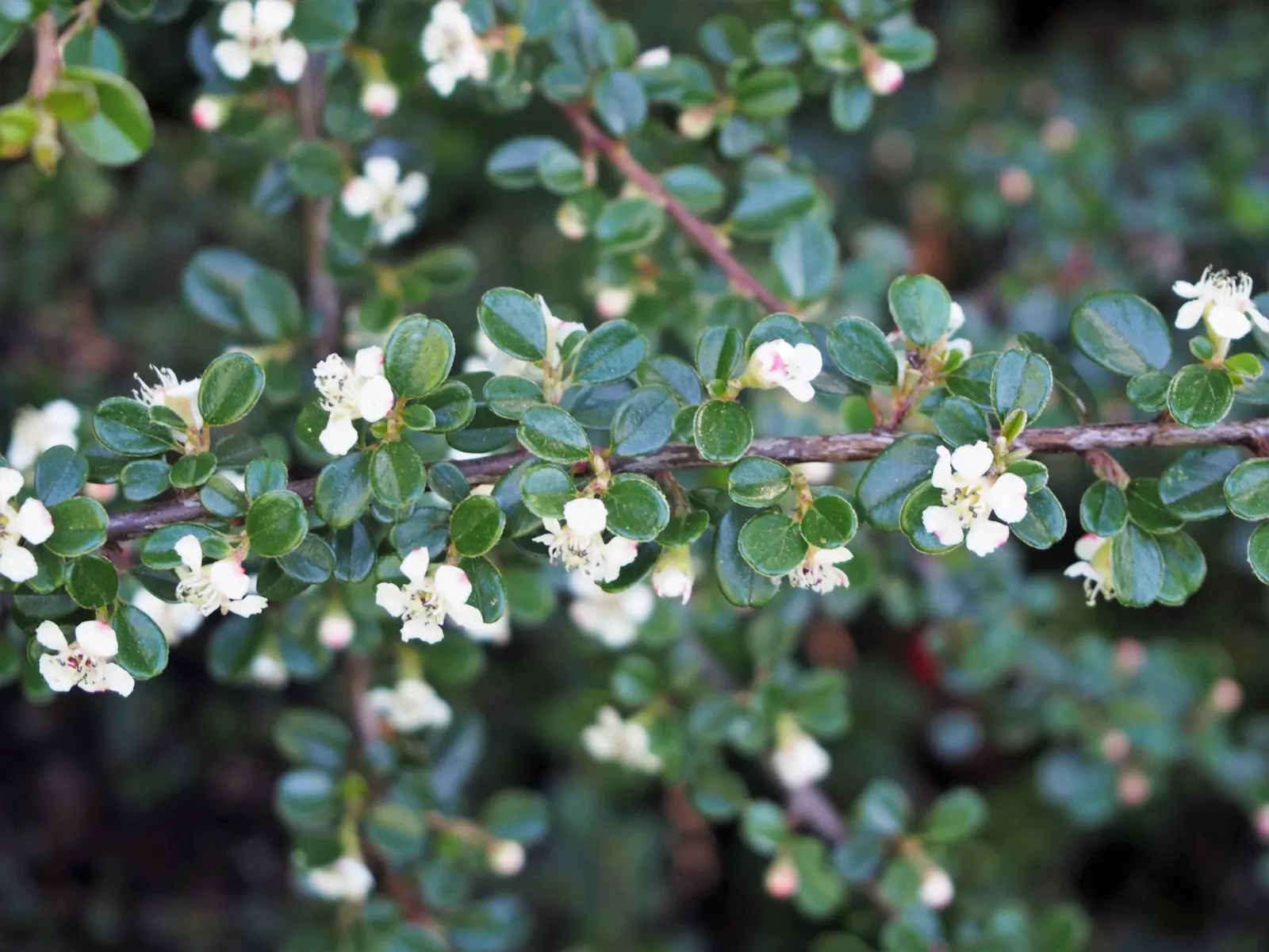 Pyrenees Cotoneaster (Cotoneaster Congestus) — thriving in full sun to partial shade with moderate water needs