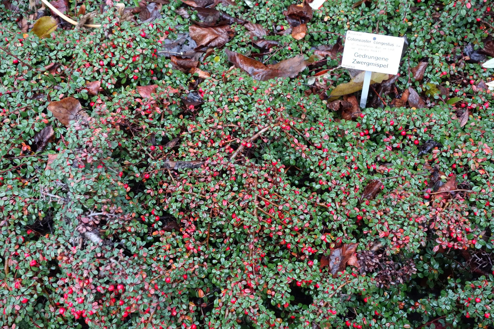 Pyrenees Cotoneaster (Cotoneaster Congestus) — glossy green leaves and is adorned with white flowers in spring